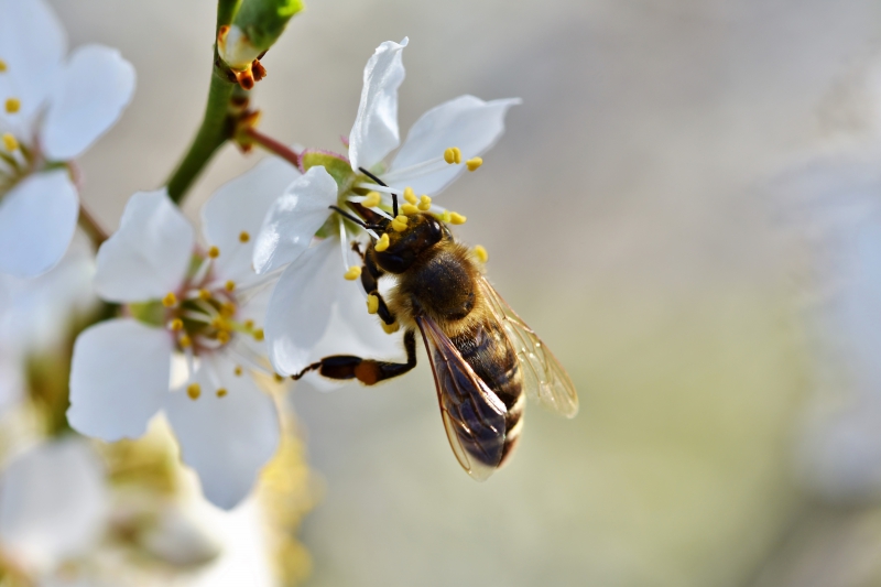 jardinerie-BENDEJUN-min_bee-4092986